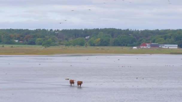奶牛穿越湿地鸟类栖息地 宽射箭 高质量的4K镜头 — 图库视频影像