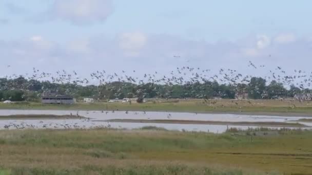 Höstens Kustvandring Fågelskådning Vid Våtmarker Norra Europa Brett Skott Högkvalitativ — Stockvideo