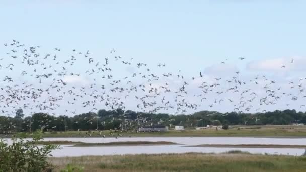 Enorma Flocken Eller Gaggle Migrerande Gäss Fåglar Flyger Över Våtmarker — Stockvideo