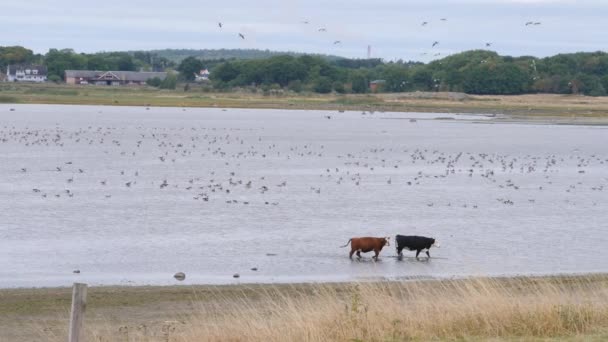 Many Birds Two Cows Getteon Wetlands Migratory Birds Path Sweden — Vídeos de Stock