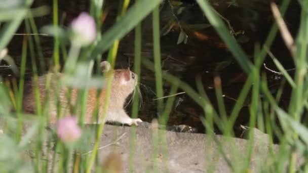 Szczur Węszący Brzegu Wody Widziany Trawą Zamknij Się Wysokiej Jakości — Wideo stockowe