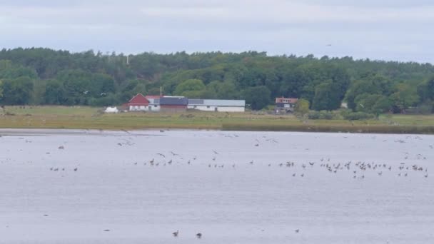 Våtmarker Flock Birds Och Farm Bakgrund Countryside Högkvalitativ Film — Stockvideo