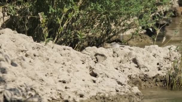 Baby Vogel Rocky Area Neretva River Bosnië Hoge Kwaliteit Beeldmateriaal — Stockvideo