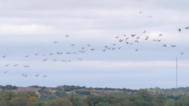 Flock Geese Flying Mid Air Leaving Autumn Migration Slowmo Англійською — стокове відео