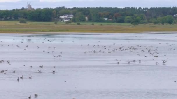 Gęsi Ptaki Przybywające Mokradła Odpoczynek Podczas Jesiennej Migracji Szerokie Ujęcie — Wideo stockowe