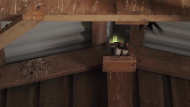 Vlaštovka Ptačí Hnízdo Uvnitř Budovy Miminka Čekající Návrat Matky Vysoce — Stock video
