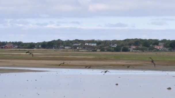 鹅鸟在秋天迁徙时到达湿地 高质量的4K镜头 — 图库视频影像