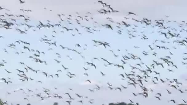 Flock Husese Flying Autumn Migration Wide Shot Getteron Švédsko Vysoce — Stock video