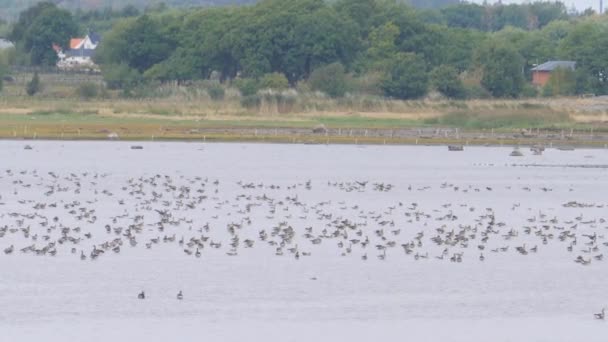 Getteron Bird Wetlands Jedno Najlepszych Miejsc Dla Ptaków Europie Północnej — Wideo stockowe