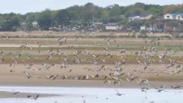 Stado Ptaków Gęsi Lecących Nisko Nad Mokradłami Podczas Jesiennej Migracji — Wideo stockowe