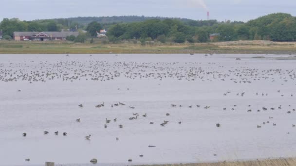 Waterfowl Birds Resting Getteron Wetlands Halland Sweden Wide Shot High — Stock Video