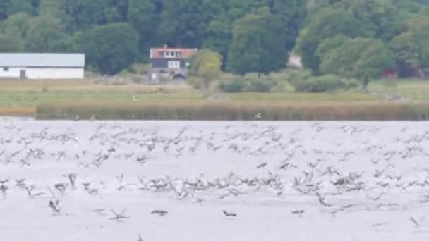 Flock Geese Birds Taking Autumn Migration Sweden Wide Shot Кадри — стокове відео