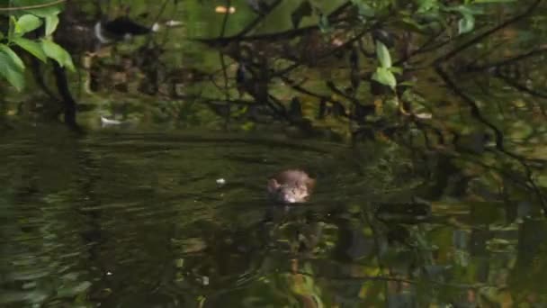 Plavání Krysy Otáčení Kolem Jak Duck Objeví Zblízka Vysoce Kvalitní — Stock video