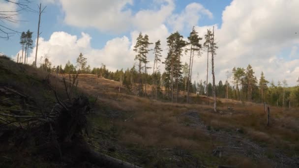 Sveç Teki Hillside Ormanı Sürdürülemez Açıklık Ormansızlaşma Sahnesi Yüksek Kalite — Stok video
