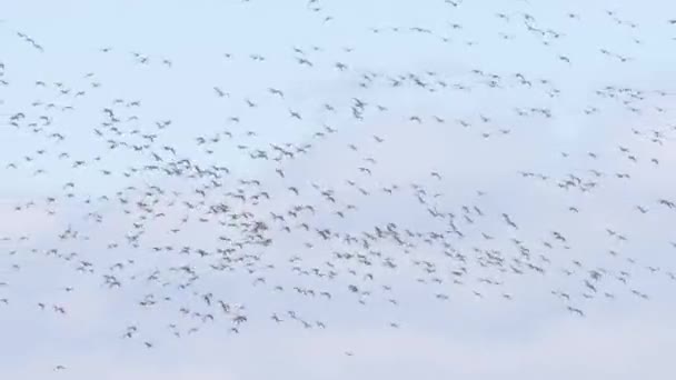 Cielo Pieno Uccelli Migratori Che Volano Insieme Durante Migrazione Autunnale — Video Stock