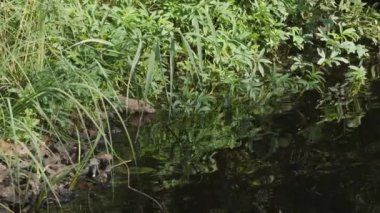 Göletten Sıçan İçme Suyu, Geniş Atış. Yüksek kalite 4k görüntü