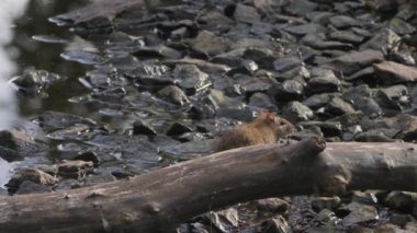 Rocky Sahili 'nde Orman Kerestesinin Arkasında Oturan Sıradan Fare, Yaklaş. Yüksek kalite 4k görüntü