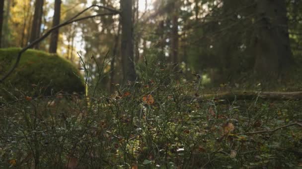 Krzewy Jagodowe Tracą Liście Wczesną Jesienią Podłoga Leśna Powiększenie Wysokiej — Wideo stockowe