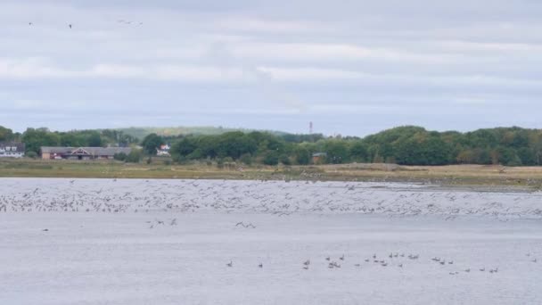 Migratory Birds Wetlands Getteron Nature Reserve Sweden Wide Shot High — Stock Video