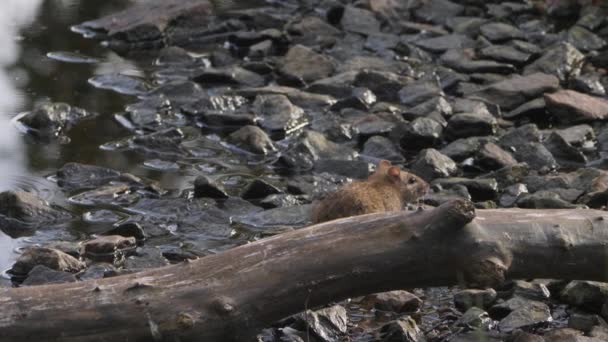 Common Rat Sitting Wood Log Rocky Beach Close Imágenes Alta — Vídeos de Stock