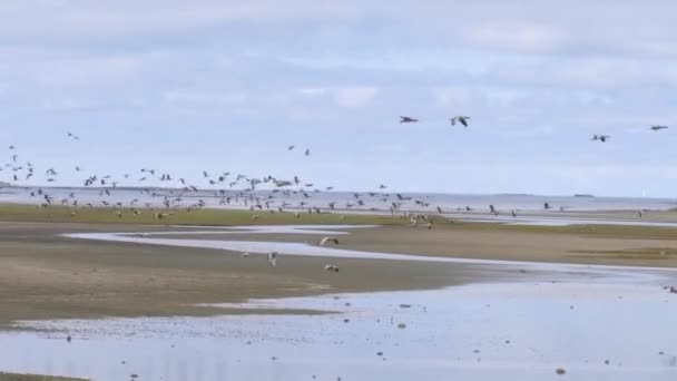 Flock Geese Birds Flying Längs Kustlinjen Vid Höstflyttningen Brett Skott — Stockvideo