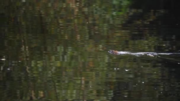 Cinematic Rat Swimming Pond Lush Water Reflection Tracking Shot High — Stock Video