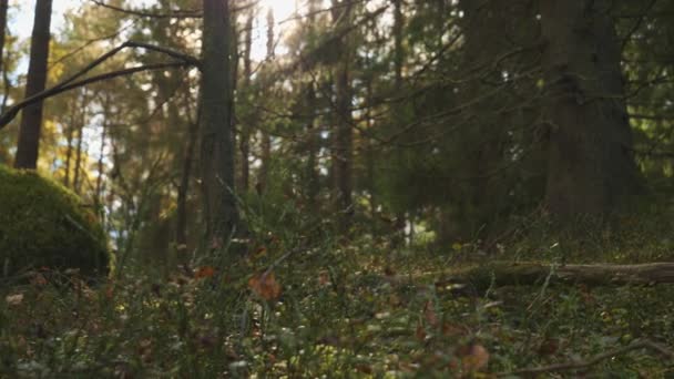 Черничные Буши Теряют Листья Ранней Осенью Лесной Пол Кастрюлю Высококачественные — стоковое видео