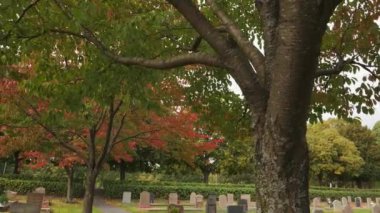 Kırmızı ve Yeşil Yapraklı Ağaçlar, Mezarlıkta, Sonbahar Sahnesi, Dolly. Yüksek kalite 4k görüntü