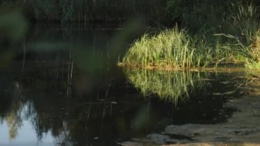 Vahşi Yaşam Biyolojik Çeşitliliği Artırmak İçin Gölet Sunset, Dolly 'deki Göl Restorasyon Sahnesi. Yüksek kalite 4k görüntü