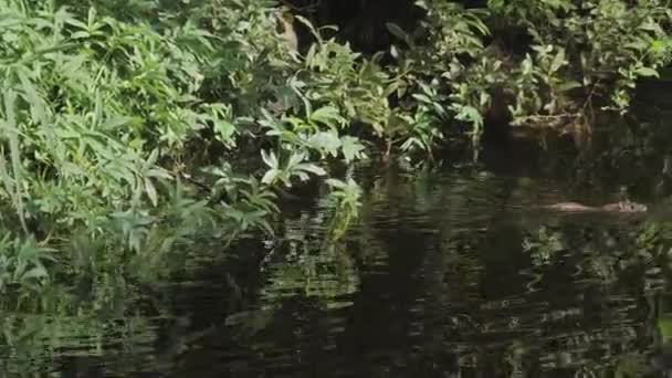 Rat Swimming Circle Pond Urban Wildlife Scene Tracking Shot Filmati — Video Stock
