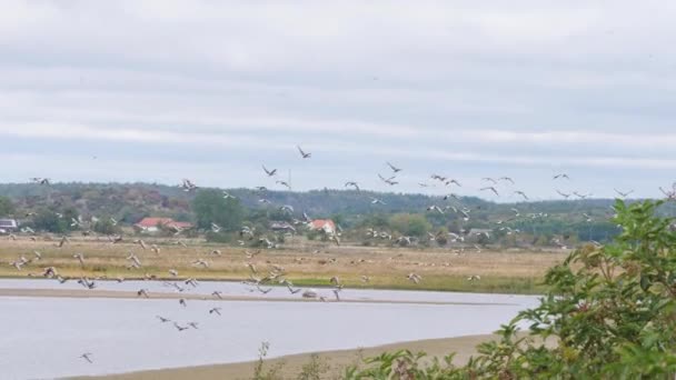 Rebanho Gansos Decolando Praia Costeira Pássaros Migratórios Slowmo Imagens Alta — Vídeo de Stock