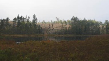 İsveç 'te Bog and Boreal Forest On a Hill, geniş açı. Çeviriyorum. Yüksek kalite 4k görüntü