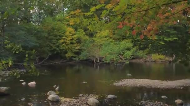 Заповедник Savean River Fall Autumn Leaves Wind Швеция Высококачественные Кадры — стоковое видео