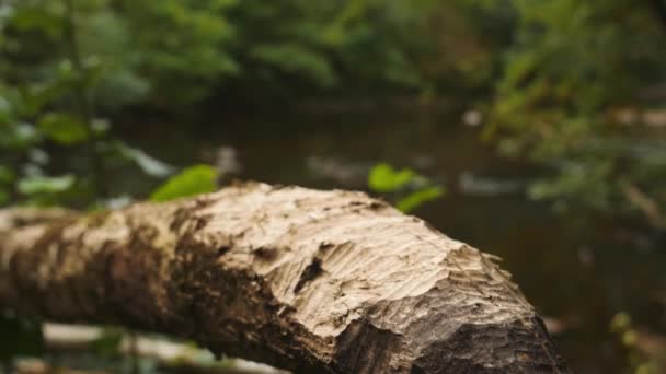 Castor Mastigou Madeira Fundo Florestal Fechar Imagens Alta Qualidade — Vídeo de Stock