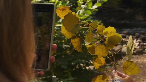 Dziewczyna Robi Zdjęcie Upadku Foliage Smartfonem Zbliżenie Wysokiej Jakości Materiał — Wideo stockowe