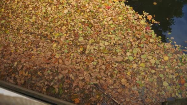 Kijkend Naar Herfstbladeren Drijvend Het Wateroppervlak Hoge Kwaliteit Beeldmateriaal — Stockvideo