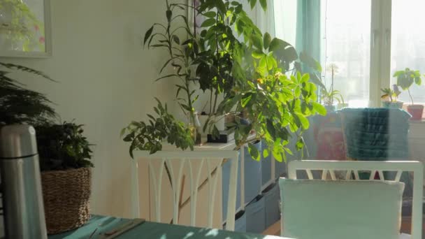 Zonnestraal Van Het Raam Schijnt Groene Planten Het Moderne Appartement — Stockvideo