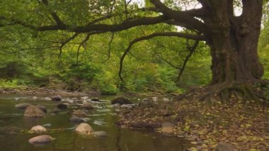 Ağaç dalları Sevean Nehri, Göteborg, İsveç, Pan üzerinde uzanır. Yüksek kalite 4k görüntü
