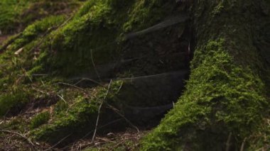 Örümcek Ağları ve Yosun 'lu Ağaç Gövdesi, Yaklaş. Yüksek kalite 4k görüntü