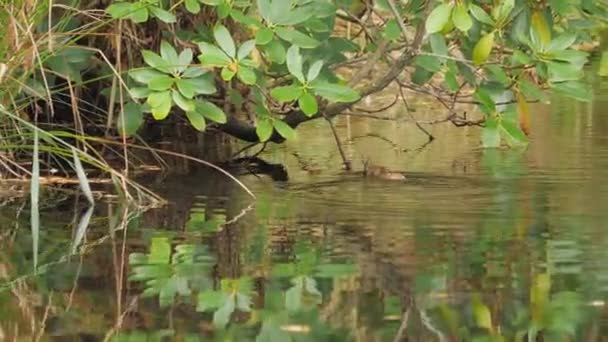Rata Nadando Una Rama Árbol Trepa Rastreando Tiro Imágenes Alta — Vídeos de Stock