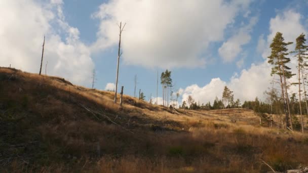 Clearcut Forest Několika Borovicemi Vlevo Moderní Lesnictví Švédsku Pan Shot — Stock video