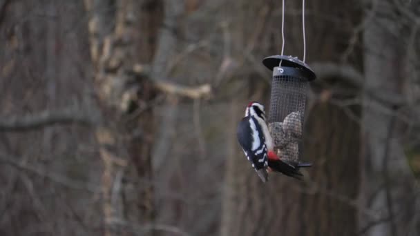 Great Spotted Woodpecker Bird Feeder Close High Quality Footage — Stock Video