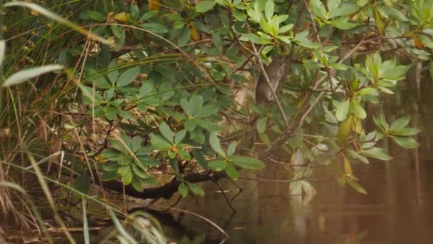 Climbing Rat Bush Next Park Pond High Quality Footage — Stock Video