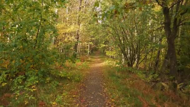 Wąska Ścieżka Wczesnej Jesieni Lesie Liściastym Dolly Gimbal Walk Pov — Wideo stockowe