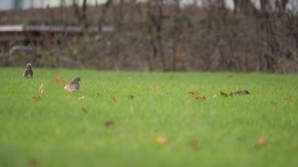 Grupul Păsări Song Aftoase Vânătoare Viermi Iarbă Umedă Gazon Imagini — Videoclip de stoc