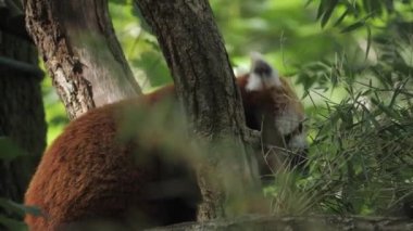 Nesli tükenmekte olan ve Ağaç Yiyen Yapraklar 'da oturan Sevimli Kırmızı Panda. Yüksek kalite 4k görüntü