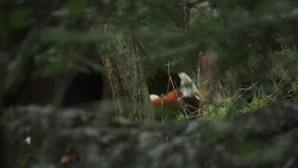 Roztomilé Červené Pandy Hlavy Uší Vidět Skrz Hustou Vegetaci Zezadu — Stock video