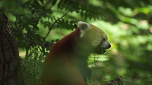 Panda Rosso Seduto Albero Che Mangia Foglie Viste Dietro Rallenta — Video Stock