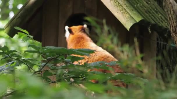Roter Panda Klettert Sein Haus Close Hochwertiges Filmmaterial — Stockvideo