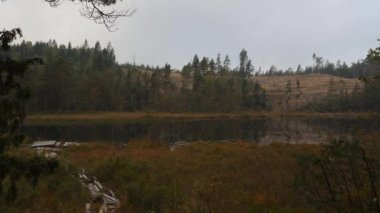 Bog and Deforestation area in Boreal region, Coniferous Forests, Pan shot. High quality 4k footage